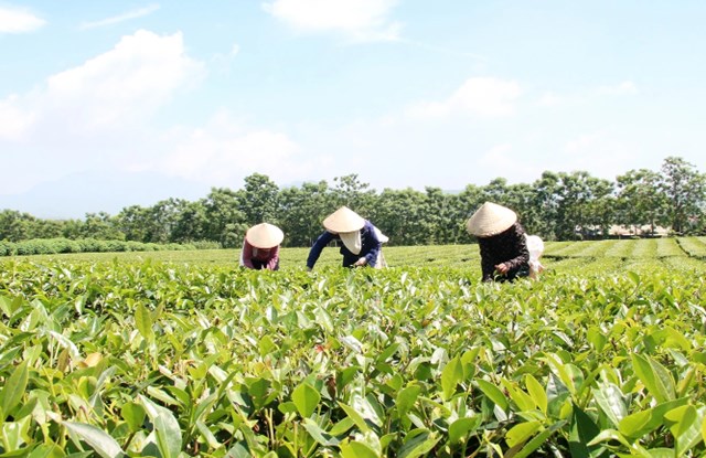Hiện toàn vùng Yên Sơn có khoảng trên 300ha chè.