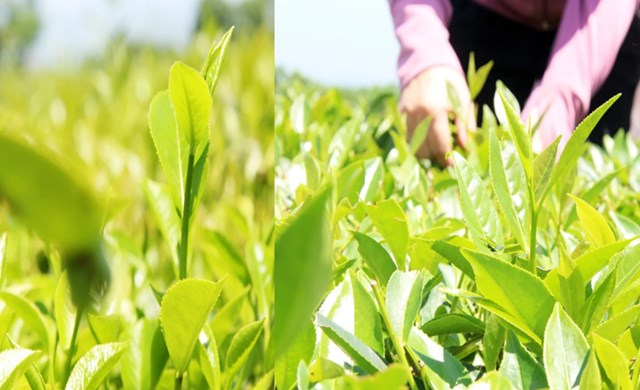 Những búp chè non mơn mởn đã tạo nên hương vị đặc trưng cũng như danh tiếng của chè Yên Sơn từ nhiều năm qua.