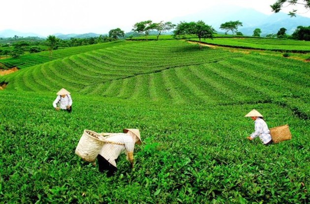 Nỗ lực th&#250;c đẩy xuất khẩu ch&#232; Việt Nam sang thị trường Nga trong bối cảnh kh&#243; khăn do Covid - Ảnh 1