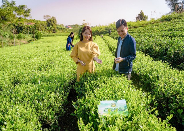 Hiểu đúng về chè sạch giúp bảo vệ sức khỏe, thúc đẩy nông nghiệp bền vững và định hướng tương lai cho chè Việt.