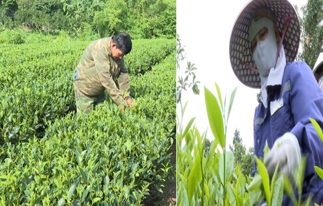 Nhiều hộ ở Đại Phúc chuyển từ canh tác đơn lẻ sang hợp tác, ưu tiên chất lượng và truy xuất nguồn gốc sản phẩm.