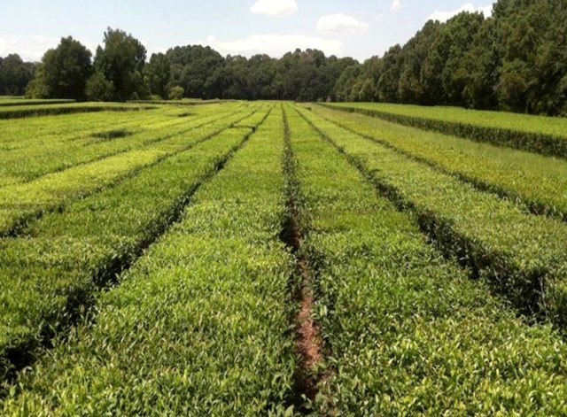 Trà hữu cơ giàu polyphenol và catechin đã được chứng minh có tác dụng chống viêm, bảo vệ tế bào và phòng ngừa ung thư.
