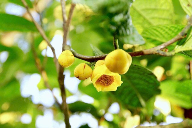 Ch&#232; hoa v&#224;ng Th&#225;i Nguy&#234;n: Từ “v&#224;ng xanh” n&#250;i rừng đến sản phẩm OCOP ti&#234;u biểu - Ảnh 1