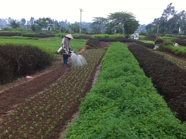 Bản tin n&#244;ng sản 28/7: Doanh nghiệp xuất khẩu n&#244;ng sản v&#224; những thế kh&#243; - Ảnh 4