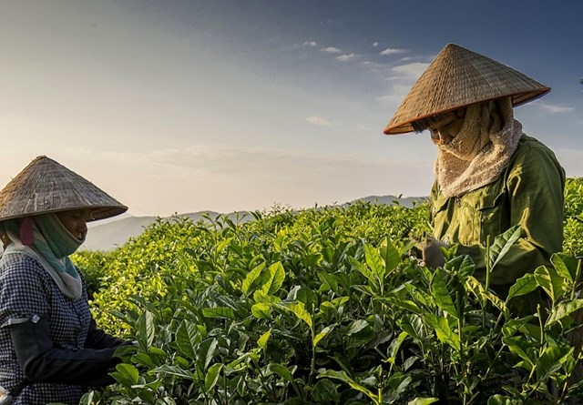 Bản tin n&#244;ng sản 28/7: Doanh nghiệp xuất khẩu n&#244;ng sản v&#224; những thế kh&#243; - Ảnh 3