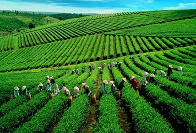 Chè Việt đang đứng trước cơ hội bứt phá trong làn sóng hội nhập toàn cầu, khi sở hữu lợi thế tự nhiên hiếm có.