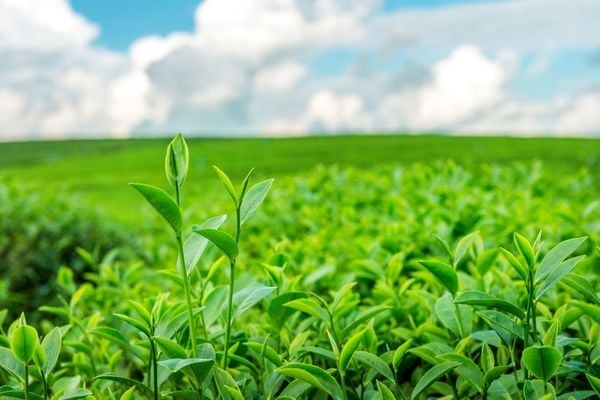 Ngành trà bước vào chu kỳ tăng trưởng mới, dự kiến đạt 102 tỷ USD năm 2025, với đổi mới toàn diện từ sản phẩm đến trải nghiệm.