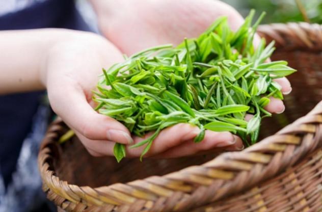 Thị trường trà toàn cầu là cuộc đua chiến lược, nơi đổi mới và xu hướng tiêu dùng quyết định khẩu vị, văn hóa và ảnh hưởng địa chính trị.