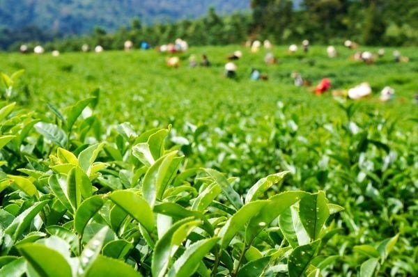 Trà hữu cơ đang trở thành biểu tượng bền vững, gắn với chất lượng, trách nhiệm xã hội và tương lai ngành công nghiệp tỷ đô.