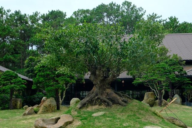 Bảo tàng Trà Long Đỉnh đang bảo tồn cây trà cổ gần trăm năm tuổi, được người Pháp mang đến Việt Nam để trồng thử nghiệm tại đây.