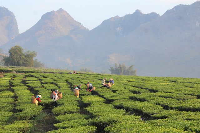 Không chỉ mang ý nghĩa văn hóa, cây chè còn là một trong những trụ cột kinh tế nông nghiệp Việt Nam. Hiện cả nước có khoảng 125.000 ha chè, với sản lượng 260.000 tấn mỗi năm.