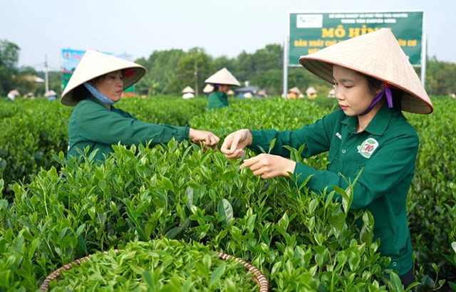 Du lịch nông nghiệp kết hợp văn hóa trà tại vùng chè Tân Cương đang trở thành hướng đi chiến lược được nhiều hợp tác xã tích cực đầu tư và phát triển.