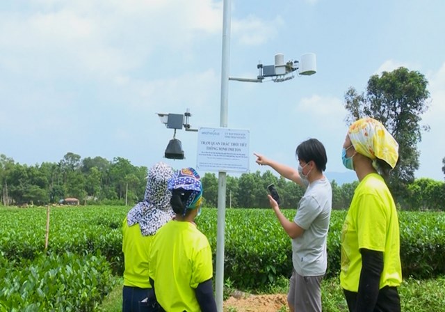 Đổi mới sáng tạo đang mở ra cơ hội vàng để chè Việt Nam bứt phá. Ảnh minh họa