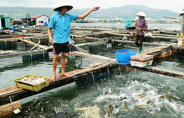 Bản tin n&#244;ng sản 1/8: N&#244;ng sản Việt bị kiểm tra gắt gao khi v&#224;o thị trường EU - Ảnh 4