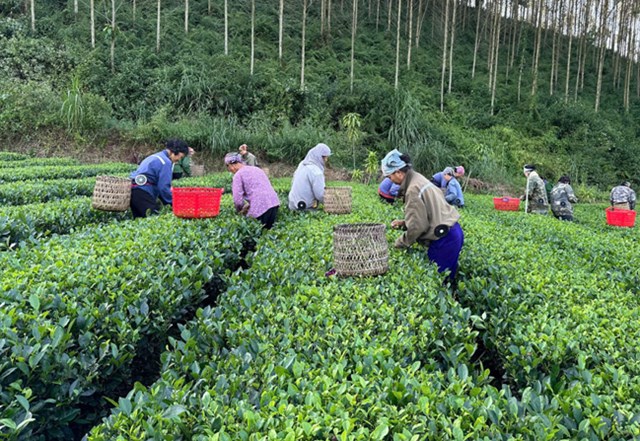 Chính sách mới giúp chè Thái Nguyên chuyển mình, tái thiết chuỗi giá trị, hướng đến động lực kinh tế xanh và phát triển bền vững.
