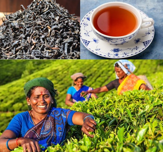Trong suốt hàng thế kỷ, trà được xem là một trong những ngành nông nghiệp ổn định nhất thế giới. Ảnh minh họa