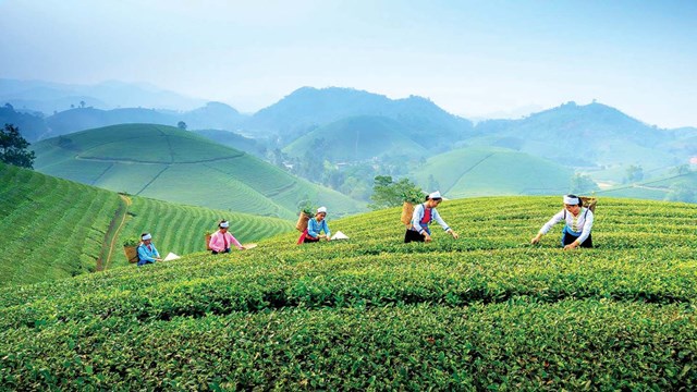 Th&#225;i Nguy&#234;n đầu tư chiến lược to&#224;n diện để n&#226;ng tầm ng&#224;nh ch&#232; giai đoạn 2025-2030 - Ảnh 1