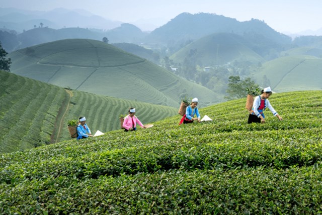 Châu Á không chỉ là cái nôi sản xuất trà lớn nhất, mà còn là “người kể chuyện” truyền cảm hứng cho văn hóa trà toàn cầu.