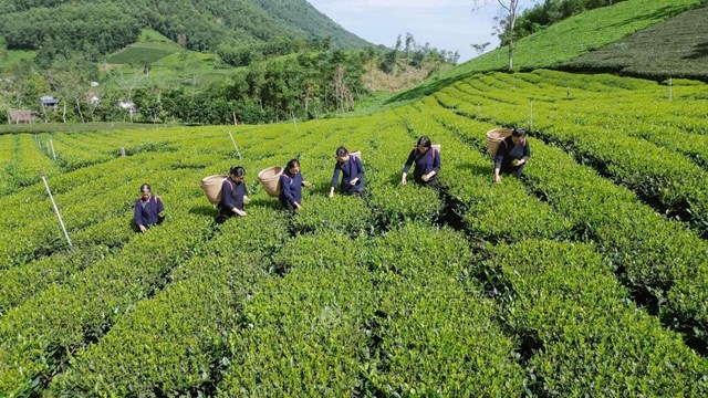 La Bằng đưa chè trung du cổ đến Festival Trà Quốc tế 2026 - Ảnh 1