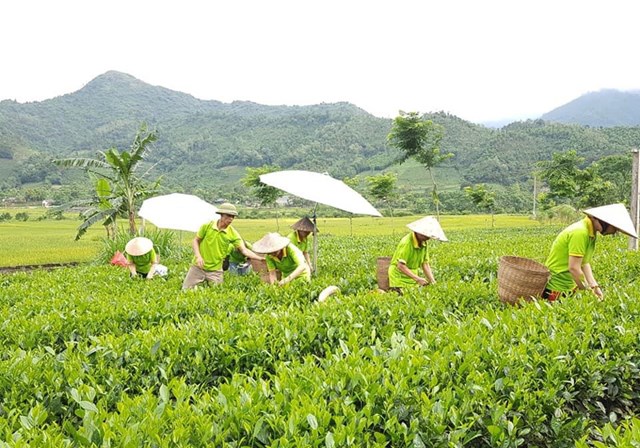 La Bằng đưa chè trung du cổ đến Festival Trà Quốc tế 2026 - Ảnh 2