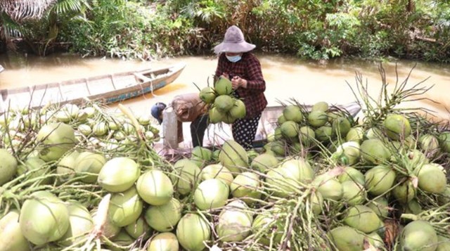 Diện tích trồng dừa của Trà Vinh đứng thứ 2 cả nước, chỉ sau tỉnh Bến Tre, với sản lượng khoảng 444 triệu quả/năm. Ảnh minh họa