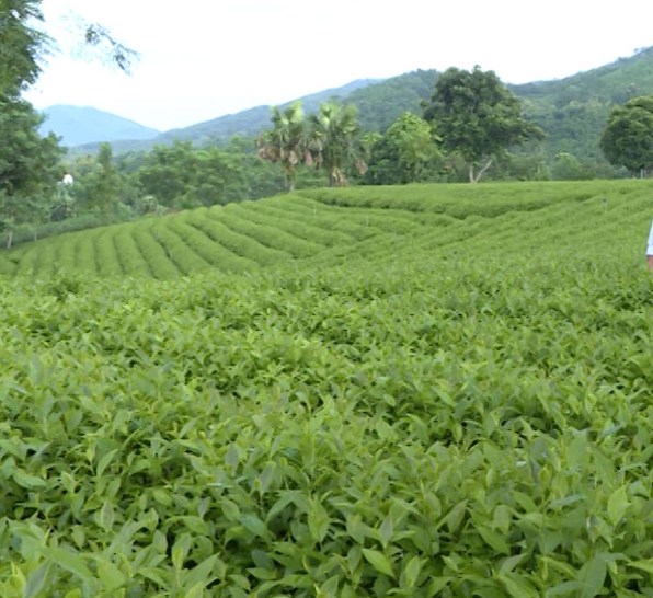 Phần lớn diện tích trồng chè ở huyên Hàm Yên đã được thay thế bằng các giống chè mới như LDP1, PH9, và CLT1.