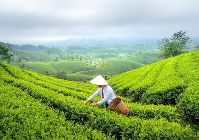 Văn hóa trà Thái Nguyên: Từ búp chè xanh nương đến sức hút di sản vùng cao - Ảnh 2