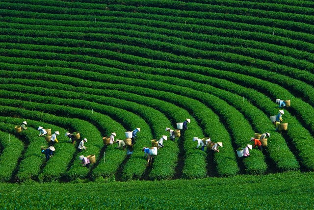 T&aacute;i cơ cấu n&ocirc;ng nghiệp: Nền tảng cho kinh tế n&ocirc;ng th&ocirc;n hiện đại. &nbsp;