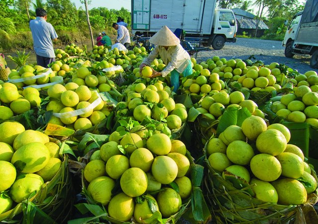 T&#225;i cơ cấu n&#244;ng nghiệp: Nền tảng cho kinh tế n&#244;ng th&#244;n hiện đại - Ảnh 1