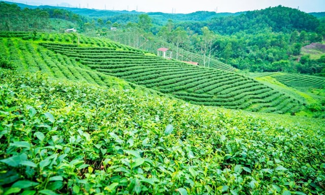 Lễ hội Trà Đường Hoa 2026: Đòn bẩy du lịch sinh thái và khát vọng tôn vinh cây di sản - Ảnh 2