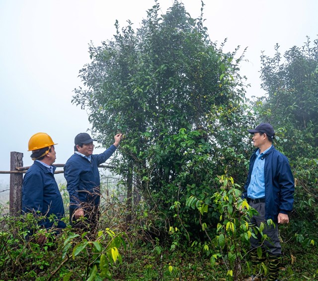 To&agrave;n bộ gốc ch&egrave; cổ thụ tại x&atilde; An To&agrave;n, huyện An L&atilde;o đ&atilde; được khoanh v&ugrave;ng, đ&aacute;nh số thứ tự để bảo vệ v&agrave; chăm s&oacute;c