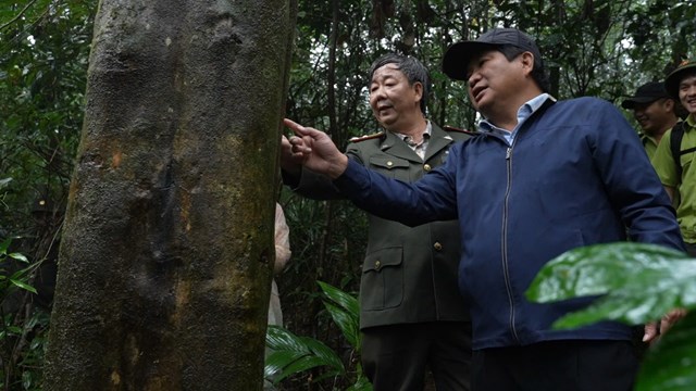 Những gốc c&acirc;y ch&egrave; &Ocirc; Long cổ thụ được ph&aacute;t hiện tại rừng tự nhi&ecirc;n x&atilde; An To&agrave;n, huyện An L&atilde;o, B&igrave;nh Định. Ảnh: Dũng Nh&acirc;n