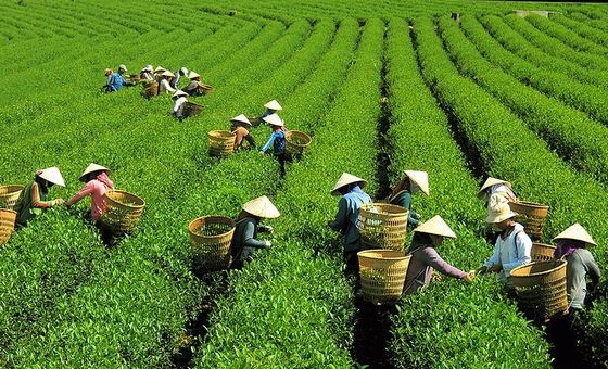 Đột phá từ mô hình bón trứng gà cho cây chè Thái Nguyên - Ảnh 2