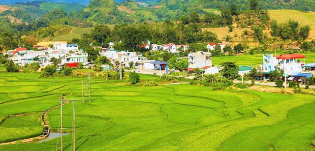 Toàn tỉnh duy trì và mở rộng diện tích thực hiện cánh đồng 1 giống, áp dụng hệ thống canh tác lúa cải tiến (SRI) với quy mô hơn 10.000 ha. Ảnh minh họa