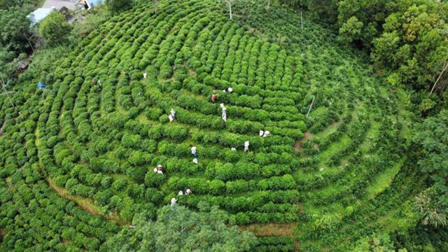 Khát vọng vươn tầm của đồi chè Khe Cốc - Ảnh 1