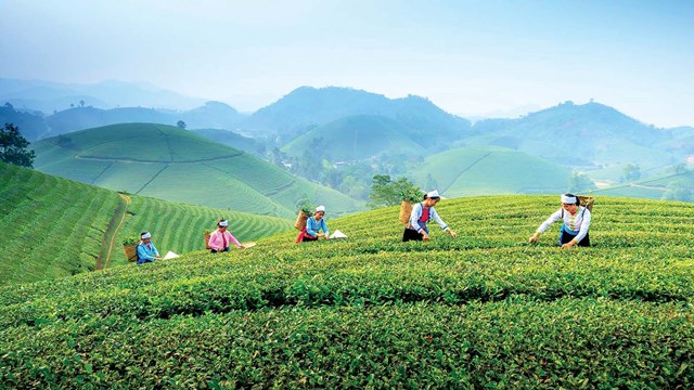 Th&#225;i Nguy&#234;n: Vươn tới trung t&#226;m chế biến ch&#232; quốc gia, n&#226;ng tầm gi&#225; trị v&#224; thương hiệu tr&#224; Việt - Ảnh 1