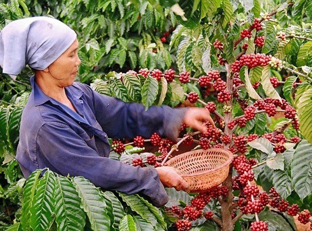 C&#224; ph&#234; dẫn dắt, n&#244;ng sản Việt hướng tới kỷ lục xuất khẩu 70 tỷ USD - Ảnh 1