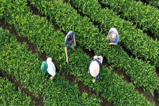 Cây chè mang lại việc làm ổn định cho hàng chục nghìn lao động địa phương, bao gồm cả lao động nữ và giới trẻ, góp phần giảm thiểu áp lực di cư lao động ra các thành phố lớn.