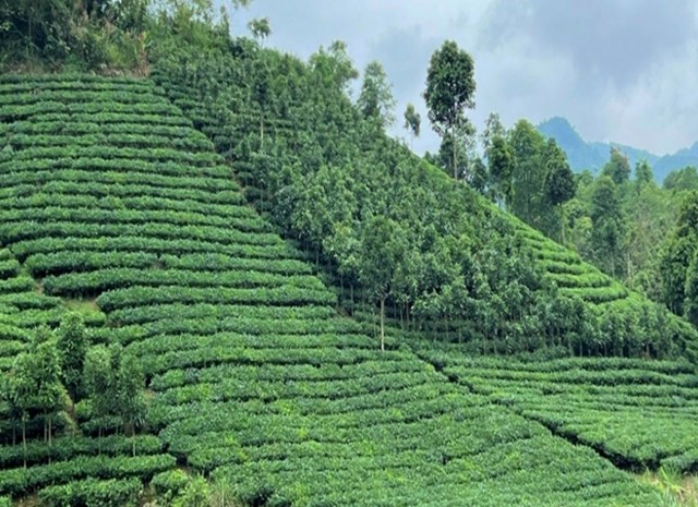 Vùng chè xanh ngát ở Hưng Khánh hôm nay.