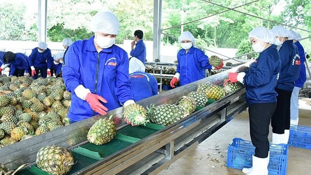 Trái dứa Việt Nam có cơ hội vàng đạt mục tiêu xuất khẩu tỷ USD nhờ lợi thế khí hậu, giống phong phú và nhu cầu thị trường tăng.