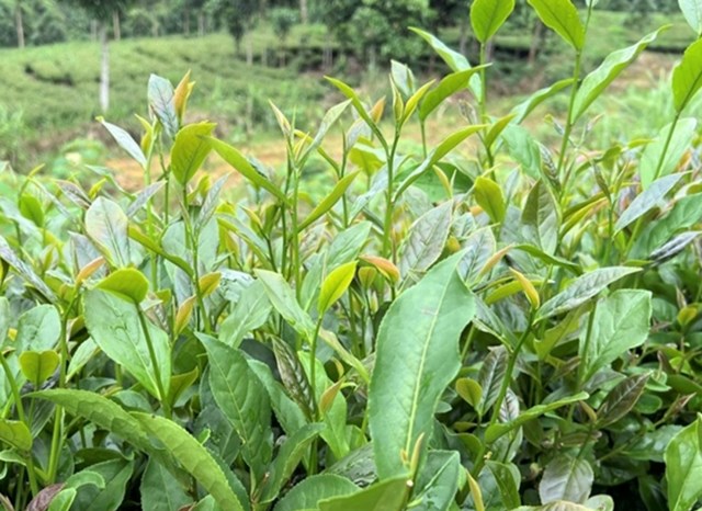 Những búp chè mơn mởn do được chăm sóc tốt. 