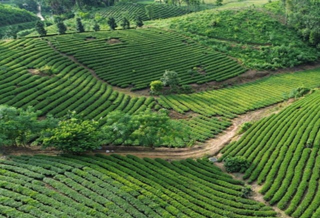 Sau khi hợp nhất, tỉnh Tuyên Quang mới đã trở thành vùng thủ phủ chè lớn với diện tích hơn 28.000 ha.