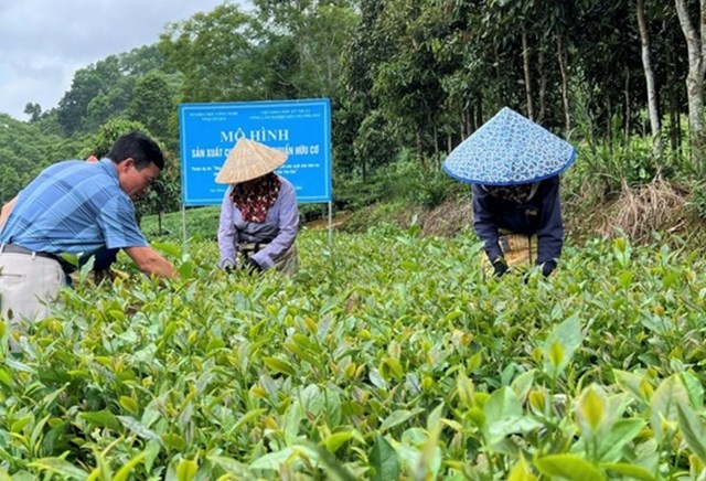 Người trồng chè áp dụng các biện pháp sản xuất chè an toàn, hữu cơ.