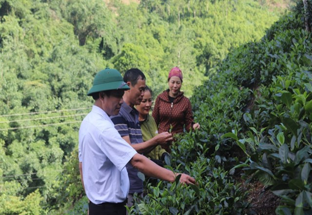 Nhờ đổi mới tư duy sản xuất, áp dụng khoa học kỹ thuật và phát triển liên kết tiêu thụ, cây chè Tuyên Quang ngày càng góp phần mang lại cuộc sống ấm no cho người nông dân.