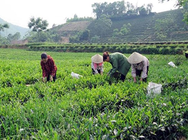 Áp dụng đồng bộ biện pháp canh tác, sinh học, thủ công, hóa học giúp giữ chè xanh tốt, búp đạt chuẩn và nâng cao giá trị thương hiệu.