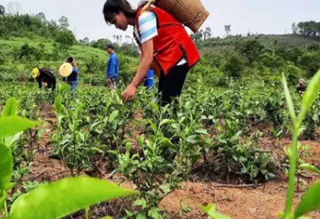 Cây chè non dễ bị sâu bệnh, nhất là mùa nóng; cần kiểm tra nương định kỳ 5–7 ngày để phát hiện và xử lý kịp thời.