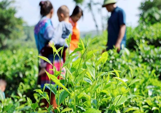 Cây chè góp phần làm đổi thay diện mạo nông thôn mới và cải thiện đời sống người dân vùng biên giới Lào Cai.