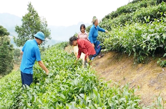 Cây chè là một trong những cây chủ lực, góp phần thay đổi và nâng cao thu nhập cho người dân xã Bản Lầu, tỉnh Lào Cai.