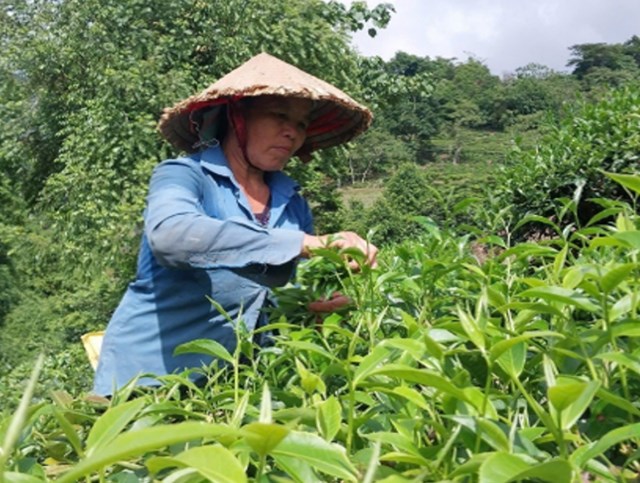 Nhờ trồng chè, mỗi năm gia đình bà Vàng Thị Dủ thu 5-6 tấn búp tươi, mang về 40 triệu đồng, vượt xa thu nhập từ ngô, sắn trước kia.
