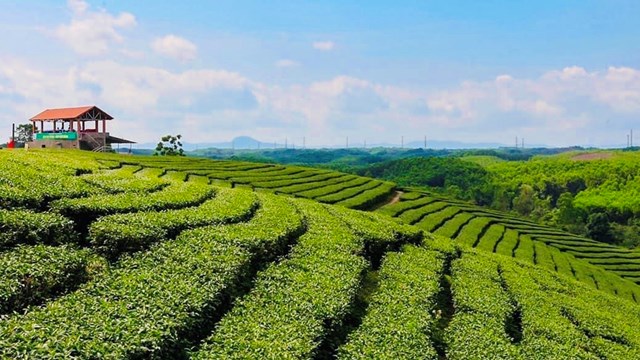 Quảng Ninh: Khai mạc Lễ hội Trà Đường Hoa và đón Bằng công nhận Cây chè Di sản - Ảnh 2